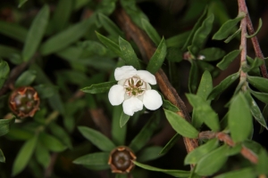 Manuka (Leptospermum scoparium)